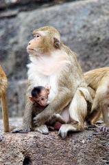 macaque monkey thailand 035a