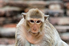macaque monkey thailand 056a