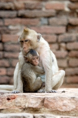 macaque monkey thailand 058a