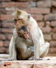 macaque monkey thailand 058b