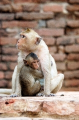macaque monkey thailand 059a