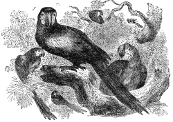 macaw engraved bird illustration