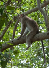 Macque Monkeys in Trees Elephanta Island near Mumbai Photo