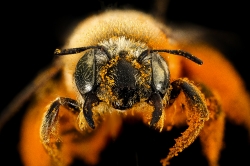 macro closetup poppy pollen on covering bee
