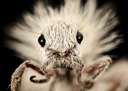macro closeup head velvet ant