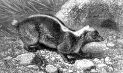 malayan badger animal historical illustration