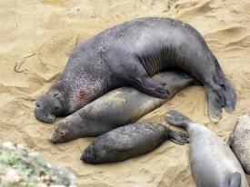 male elephant seal mates with a willing female