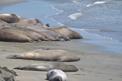 Male Elephant Seals on the molting Piedras Blancas California