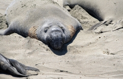male elephant seals resting on beach piedras blancas california