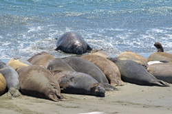 male elephant seals resting on beach piedras blancas california