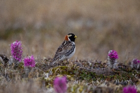 male lapland longspur and lousewort