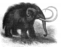 mammoth illustration