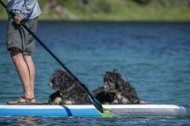 man paddle boards Wade Lake with his dogs