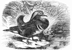 mandarian bird illustration duck