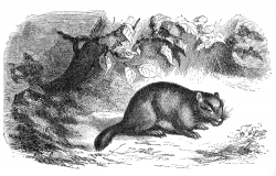 marmot illustration