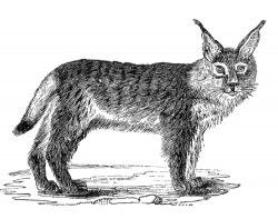 marsh lynx illustration