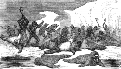 massacre of walruses illustration