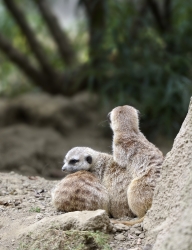 meerkats animal