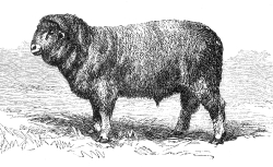 merino breed sheep illustration