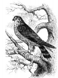 merlin bird illustration