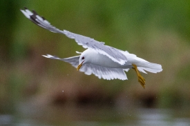 mew gull in flight