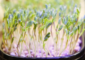 microgreen pea sprouts growing in small tray