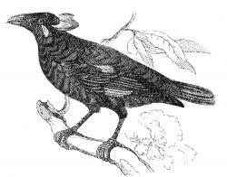 minoengraved bird illustration engraved bird illustration