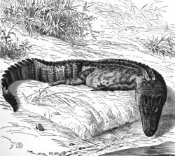 mississippi alligator bw animal illustration