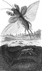 Mole Crickets Illustration
