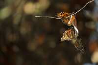 monarch butterflies on tree branch