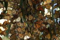Monarch butterfly on trees in Pismo Beach California