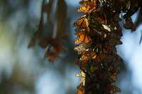 Monarch butterfly population overwintering in Pismo Beach California