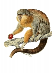 monkey holding food color illustration