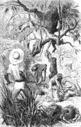 monkeys decent upon a plantation illustration