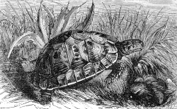 moorish tortoismoorish tortoise illustration e 449
