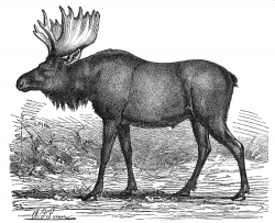 moose elk illustration