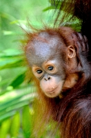 Mother and baby Orangutan Sarawak Image 1626A