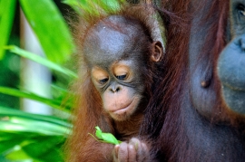 Mother and baby Orangutan Sarawak Image 1650A