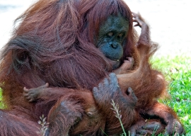 Mother and baby Orangutan Sarawak Image 1681