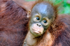 Mother and baby Orangutan Sarawak Image 1699A