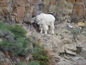 Mountain goat at Golden Gate Yellow Stone