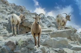 mountain goat blue sky with clouds in background