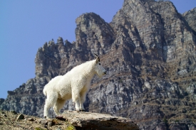 Mountain goat on mountain ledge