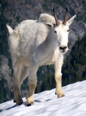 mountain goat on snow