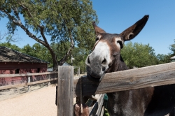 mule-at-the-heritage-farmstead-museum-3