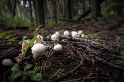 Mushrooms growing on forest floor