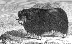 musk ox illustration