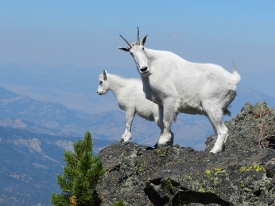 Nanny mountain goat with her kid