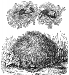 Nest of a Bumble Bee Illustration