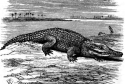 nile crocodile bw animal illustration